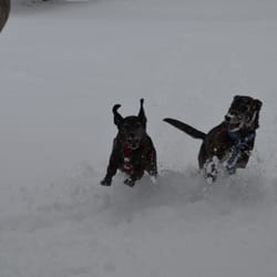 Higgins Park - Snow day for the dogs New Years freak snow storm