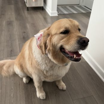Pretty Groom - Pet Groomers Near Me - Midlothian, Virginia Pretty Groom - Pet Groomers Near Me - Midlothian, Virginia