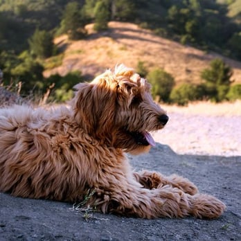 Sierra Vista Labradoodles & Goldendoodles - Rooney - 4 month old Sierra Vista Labradoodle - Pet Breeders Near Me