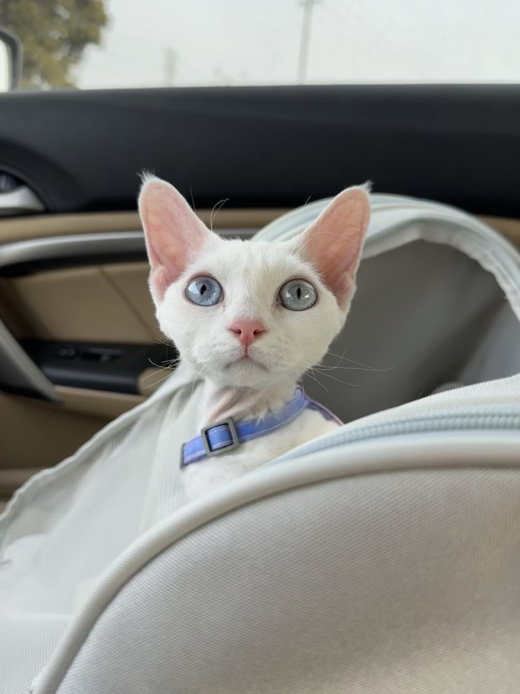 OOPS PET 220 Photos & 24 Reviews 15370 Alton Pkwy, Irvine