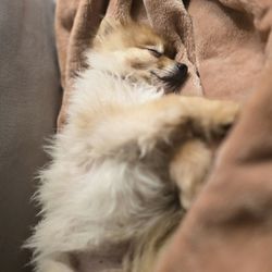 Henry County Animal Clinic - Snoop the 13 year old Pomeranian