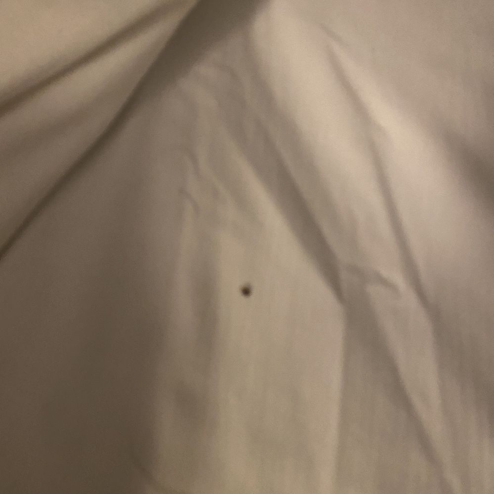 BED BUGS