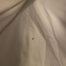 BED BUGS