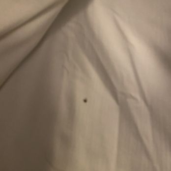 Hampton Inn Chicago McCormick Place - BED BUGS - Hotels Near Me - Chicago, Illinois