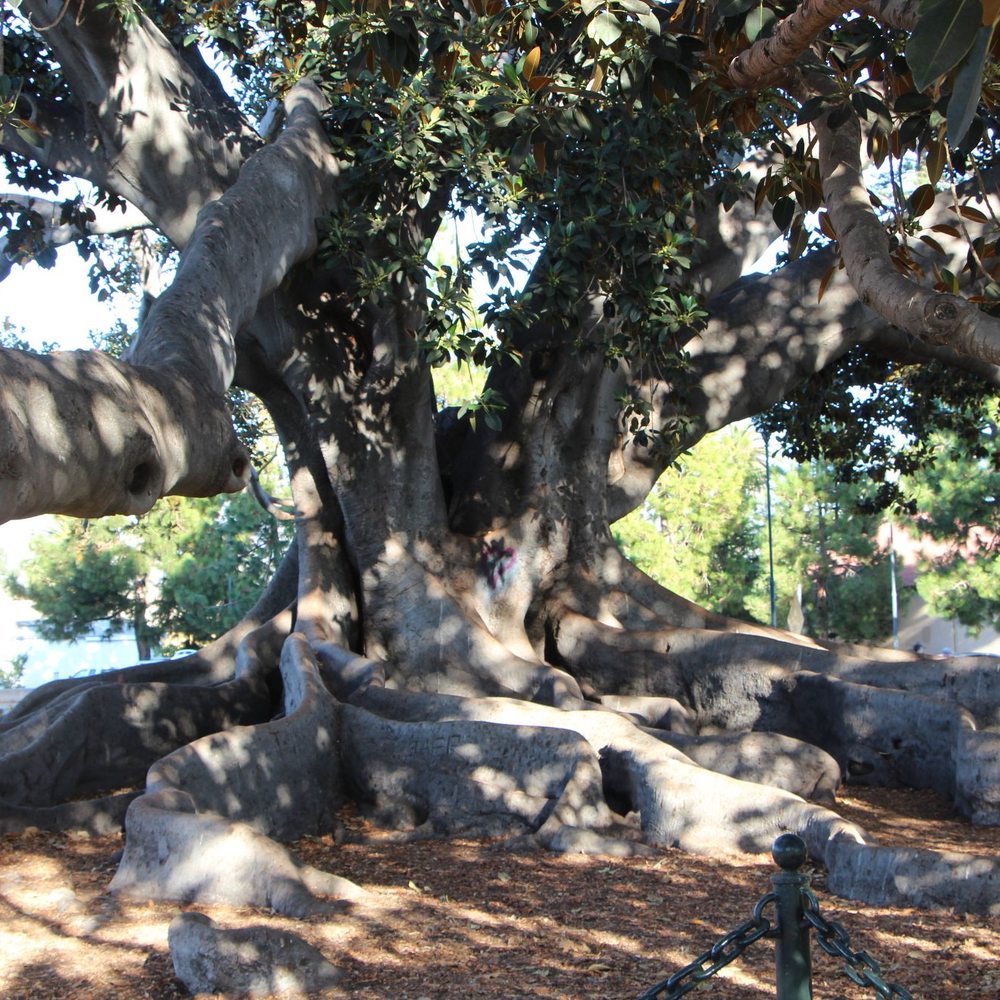 Moreton Bay Fig Tree Park - Parks Near Me - Santa Barbara, California Moreton Bay Fig Tree Park - Parks Near Me - Santa Barbara, California