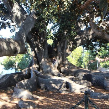 Moreton Bay Fig Tree Park - Parks Near Me - Santa Barbara, California Moreton Bay Fig Tree Park - Parks Near Me - Santa Barbara, California