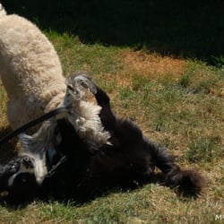 Animaluv Pet Sitting - My dog playing with the owner's dog in the yard.