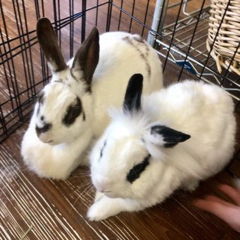 Rabbit Rescue - Animal Shelters Near Me - Paramount, California