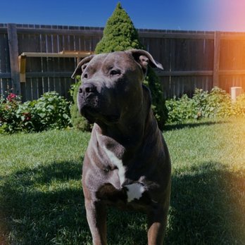 Sploot Veterinary Care - RiNo - Veterinarians Near Me - Denver, Colorado Sploot Veterinary Care - RiNo - Veterinarians Near Me - Denver, Colorado