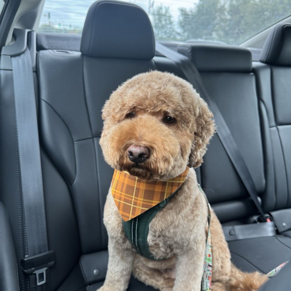 Puppy's Playpen - Pet Groomers Near Me - Overland Park, Kansas Puppy's Playpen - Pet Groomers Near Me - Overland Park, Kansas