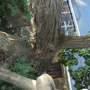 Ontree - Ontree Arborist Services - Tree Services Near Me - Scarborough, Ontario