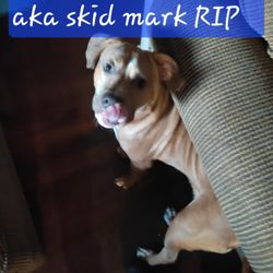 Cooper County Animal Hospital - This was fur baby and may he rest in peace