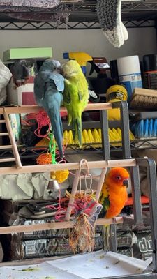 BIRDMAN'S PARROTS by null