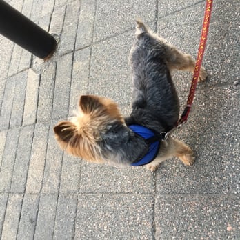 PetSmart Grooming - Can't get enough the hair cut at back of head (groomer : Mescedes) - Pet Groomers Near Me - Etobicoke, Ontario PetSmart Grooming - Can't get enough the hair cut at back of head (groomer : Mescedes) - Pet Groomers Near Me - Etobicoke, Ontario