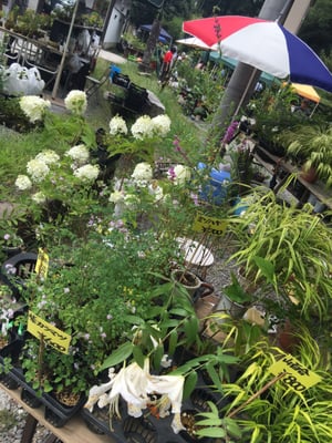 Kitano Tenmangu Shrine by null