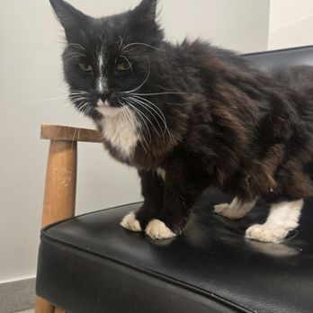 VEG ER for Pets - Rest in Pease sweet Alex. - Emergency Pet Hospital Near Me - Shrewsbury, Massachusetts VEG ER for Pets - Rest in Pease sweet Alex. - Emergency Pet Hospital Near Me - Shrewsbury, Massachusetts