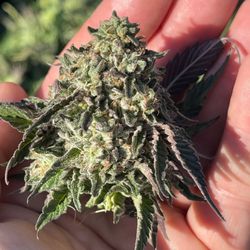 Commencement Bay Cannabis - Yellow - Dark Matter