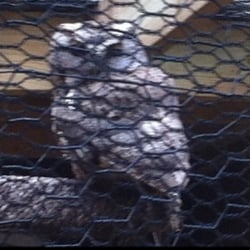 Deep Creek Aviary