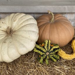 Pumpkins, hay bale & gourds from Meyer's Pumpkins, hay bale & gourds from Meyer's