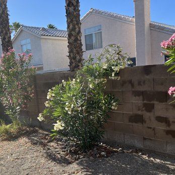 Monkey Tree & Lawn Service - BEFORE work - Gardeners Near Me Monkey Tree & Lawn Service - BEFORE work - Gardeners Near Me