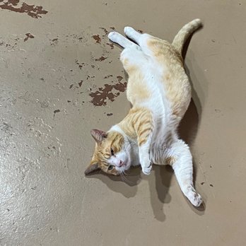 El Ranchito Marketplace - Sleeping cat while customers walk by. - Farmers Market Near Me - Miami, Florida