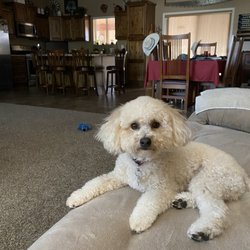 Shearly Pawsitive Grooming - Tucker