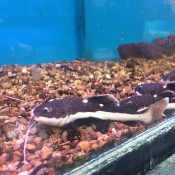 Super Pets - Red tail catfish - Pet Stores Near Me - Temple City, California