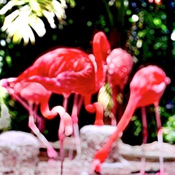 Flamingo Gardens - "The Flamingo at Flamingo Gardens" La vie en rose OuiOui. - Botanical Gardens Near Me - Davie, Florida