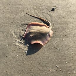 Passed by a fisherman who caught a stingray. He threw it back in.