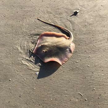 Tybee Island Beach - Passed by a fisherman who caught a stingray. He threw it back in. - Beaches Near Me - Tybee Island, Georgia