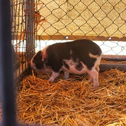 Pratt's Pets - Glendale