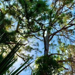 Potter Park - Trails are shaded by tall trees.