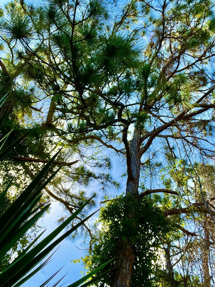 Potter Park Image