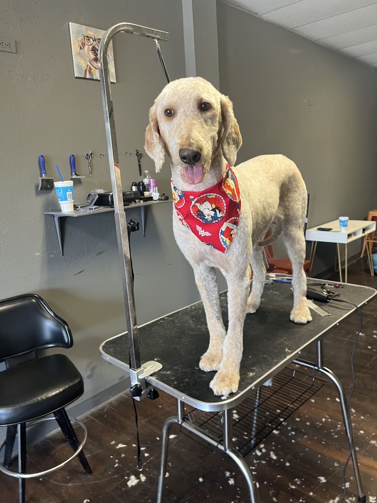 VERY IMPORTANT PAWS 18 Photos El Paso, Texas Pet Groomers Phone