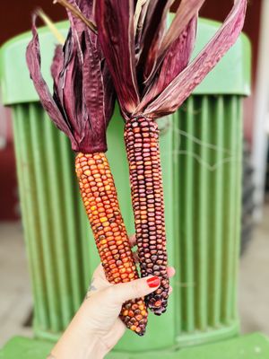 The Pumpkin Patch on Sauvie Island, Portland's original by null