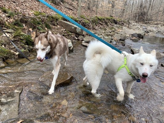 Shawnee National Forest by null
