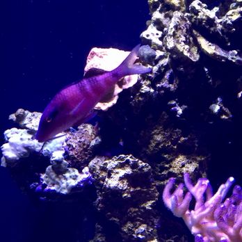 Seattle Aquarium - Aquariums Near Me - Seattle, Washington Seattle Aquarium - Aquariums Near Me - Seattle, Washington