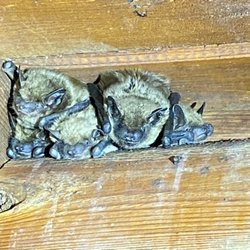 Court Pest Control - Little brown bats