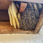 Photo of CJ Bee Services