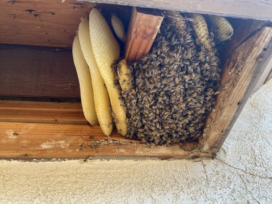 CJ Bee Services on Yelp
