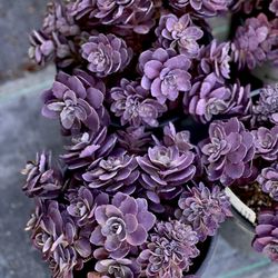 Seaside Growers Nursery - Sunsparkler TM 'Plum Dazzled' PP#30