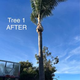 Palm tree after pruning. Palm tree after pruning.