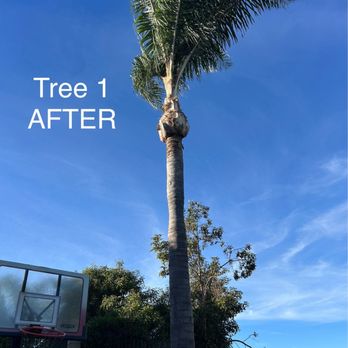 Padilla Tree Service - Palm tree after pruning. - Tree Services Near Me Padilla Tree Service - Palm tree after pruning. - Tree Services Near Me