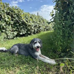 Wild Hills Winery - Ozy!