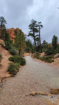 Mossy Cave Trailhead by null