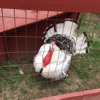 Frying Pan Farm Park - Parks Near Me - Herndon, Virginia Frying Pan Farm Park - Parks Near Me - Herndon, Virginia