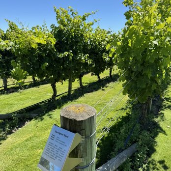Wither Hills - Bars Near Me - Blenheim, MBH