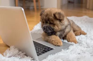 Eagle and Boise Counseling - grief counselor in Eagle, ID