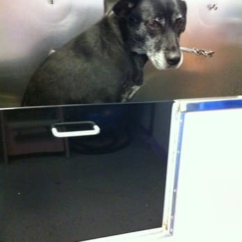 Bathe R Doggie - Poor Betty. She doesn't love it here, but they are always nice to her. - Pet Groomers Near Me - Pasadena, California Bathe R Doggie - Poor Betty. She doesn't love it here, but they are always nice to her. - Pet Groomers Near Me - Pasadena, California