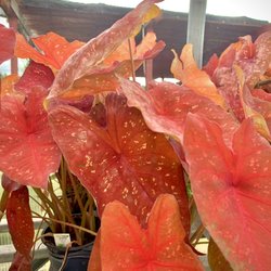 Southbranch Nursery